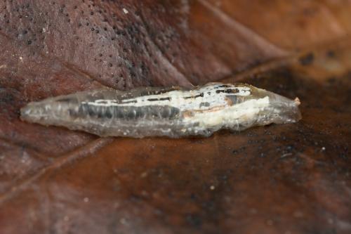 Réf. 243 520 : Episyrphus balteatus